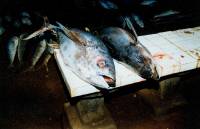 Negombo Fischmarkt 4 